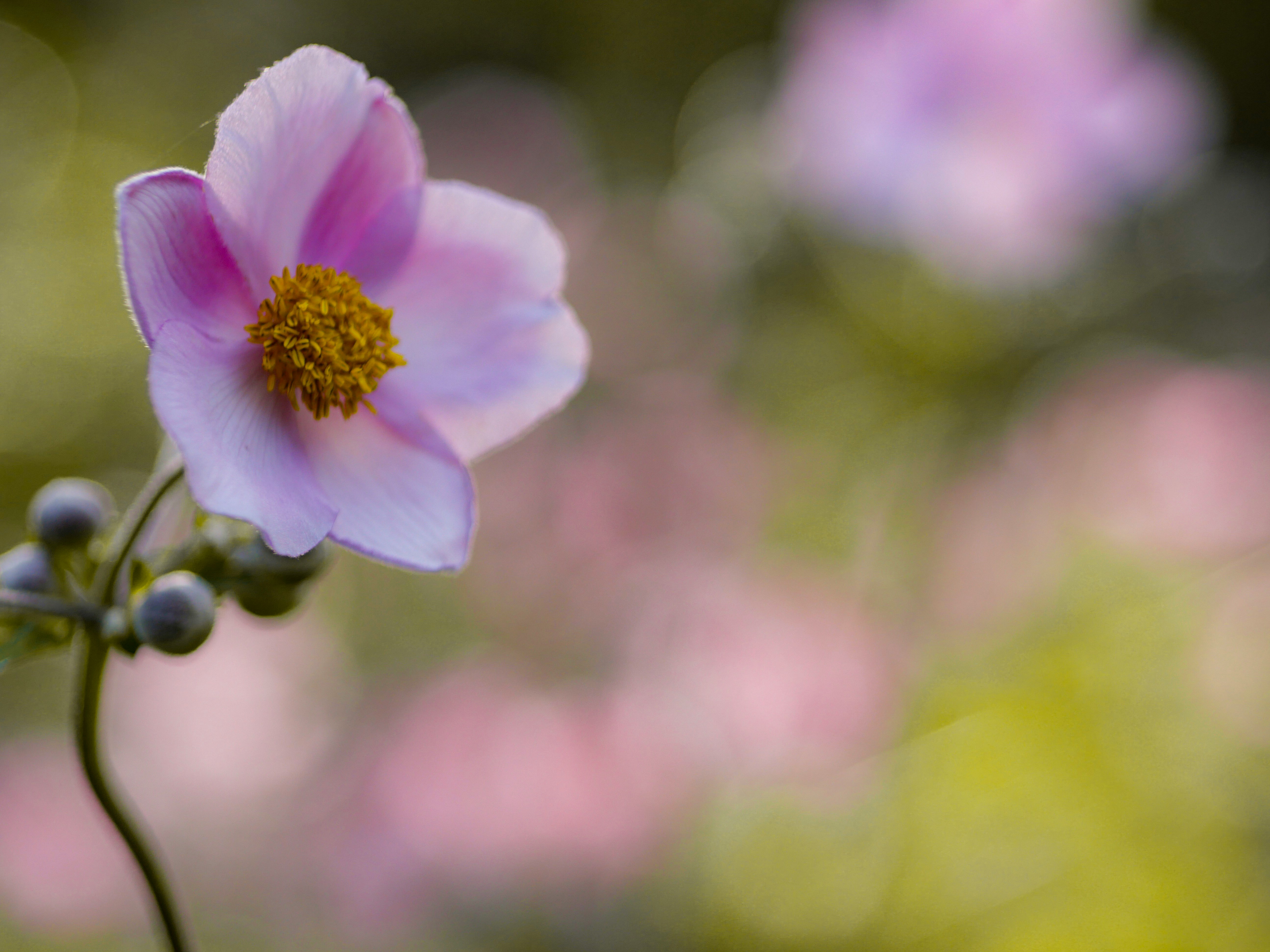 selective focus photography of pink flower